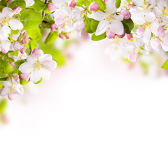 Fototapeta na wymiar Apple tree blossoms
