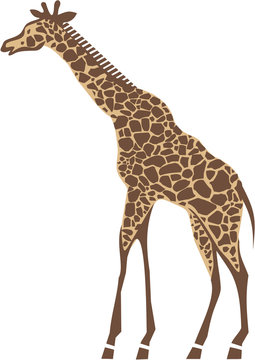 Giraffe- vector illustration