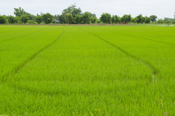 beautifful rice fields