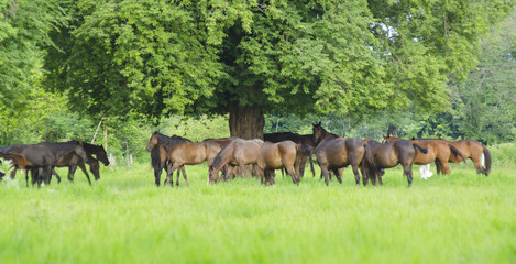 Herd of horses in the pasture