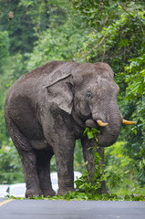 Fototapeta premium Asian elephants,thailand.