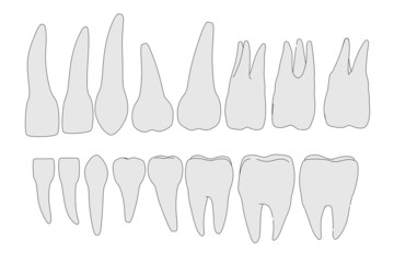 cartoon image of human teeth