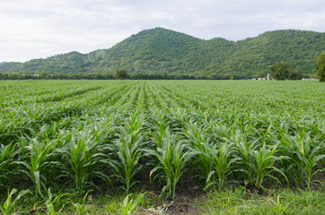 Fototapeta na wymiar Green corn field