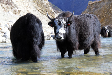 Black yak