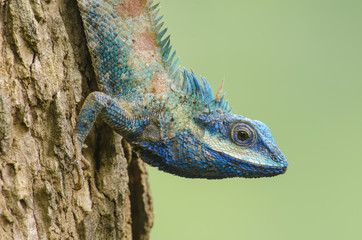 Blue Lizard with big eyes in closed up details, like small reptile with nice details on its painted body