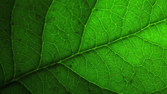 Green leaf macro.