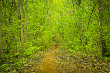 Fototapeta premium Country road running through the spring deciduous forest at dawn.