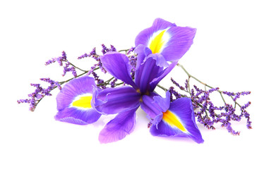 Iris Blüte