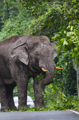 Asian elephants,thailand.