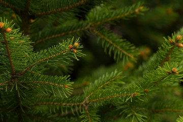 fir tree branch