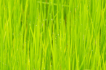 Rice field in Green