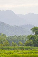 Rice field in Green