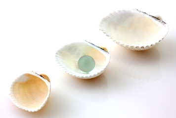 Shells with pearl isolated on white