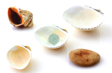 Shells with pearl and Rapana isolated on white