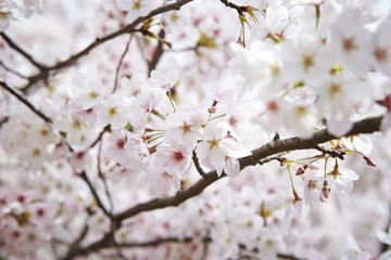Cherry blossoms