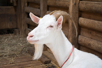 Obraz premium goat