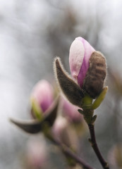 Magnolia bud