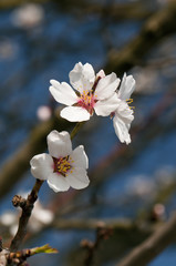 White flowers of tree