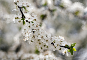 White flowers of tree in spring