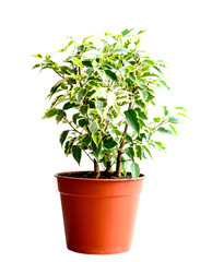 Home flower in a pot. ficus benjamina
