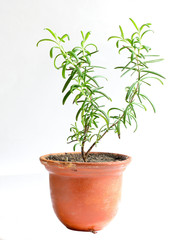 Home flower in a pot. rosemary