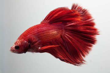 Thailand fighting fish pure red long tail