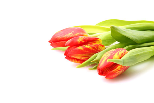 3 rote Tulpen