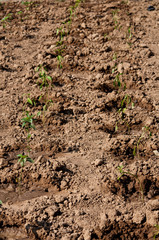 The small plant on the dried land