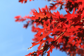 autumnal color leaves
