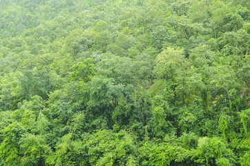 beautiful green forest in summer