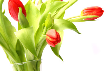 Tulpen in der Vase