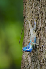 Blue Lizard with big eyes in closed up details, like small reptile with nice details on its painted body