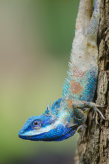 Blue Lizard with big eyes in closed up details, like small reptile with nice details on its painted body