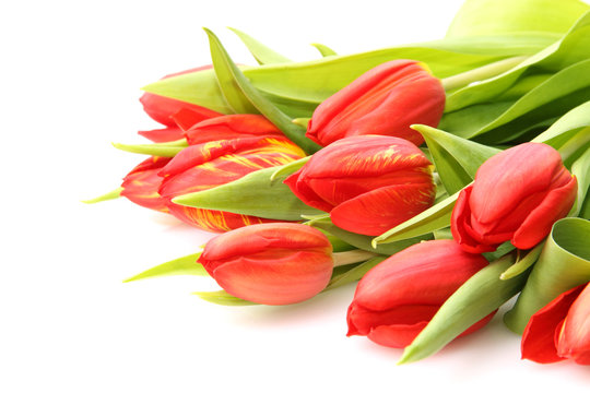 Rote Tulpen auf dem weßem Hintergrund