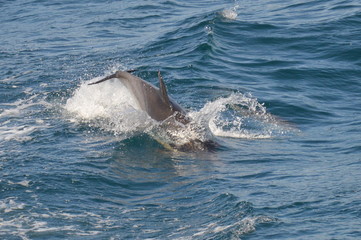 Dolphin playing