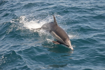 Jumping Dolphin