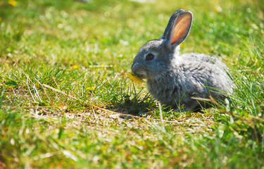 Charming little grey rabbit on green grass