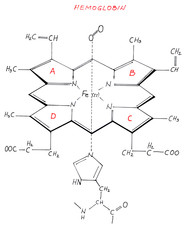 Hemoglobin`s chemical chain