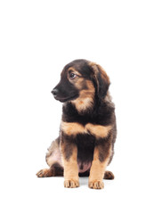 dog on a white background isolated