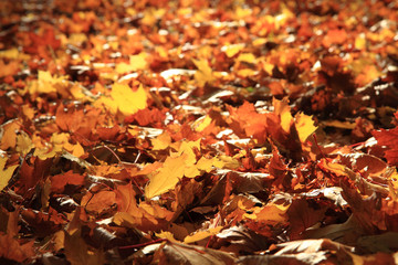 autumn leaves background