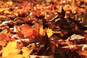 autumn leaves background