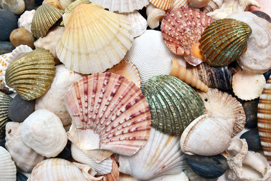 conch background