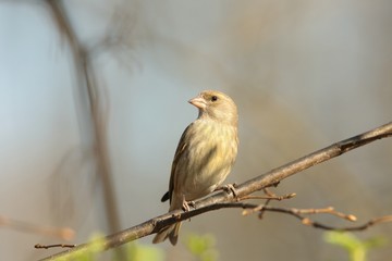 Greenfinch - Carduelis chloris on a branch