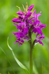 Breitblättriges  Knabenkraut / Western marsh orchid