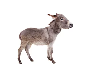 Foto auf Acrylglas Esel Hübscher Esel auf dem weißen Hintergrund isoliert