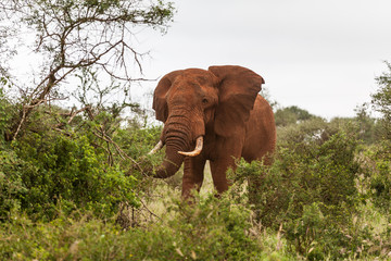 Fototapeta na wymiar Roter Elefant
