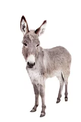 Peel and stick wall murals Donkey Pretty Donkey isolated on the white background