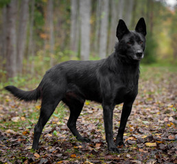 Mixed breed sdog sitting on leaves in the autumn forest