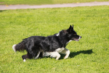 Smart border collie running on the meadow