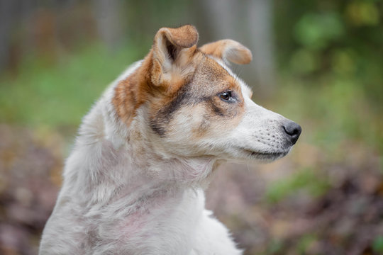 Mixed breed sdog sitting on leaves in the autumn forest